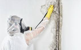 Mold Odor Removal Services in East Newark, NJ